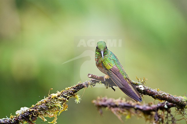 Matthewhoornkolibrie zittend op takje; Chestnut-breasted Coronet perched on a branch stock-image by Agami/Marc Guyt,