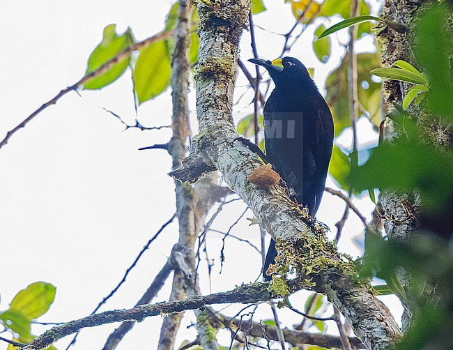 Male Long-tailed Paradigalla (Paradigalla carunculata) in West Papua, Indonesia. stock-image by Agami/Pete Morris,