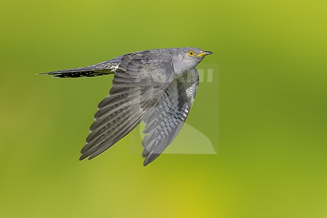 Common Cuckoo (Cuculus canorus) in Italy. stock-image by Agami/Daniele Occhiato,