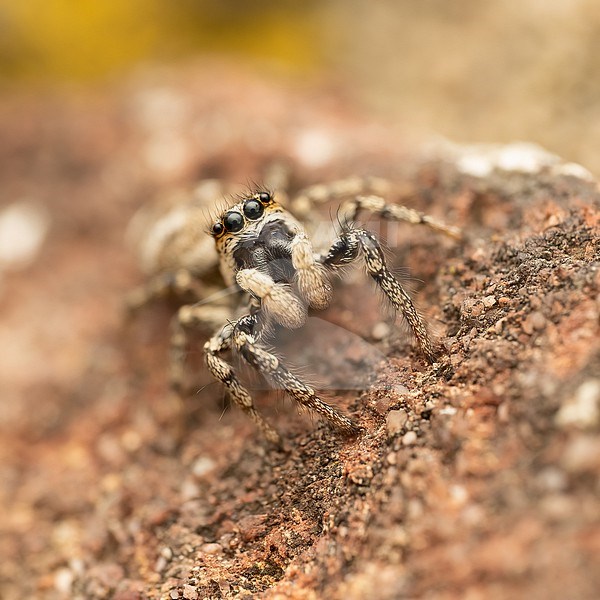Zebra jumper, Salticus scenicus hunting on an old wall waith lichen stock-image by Agami/Arnold Meijer,