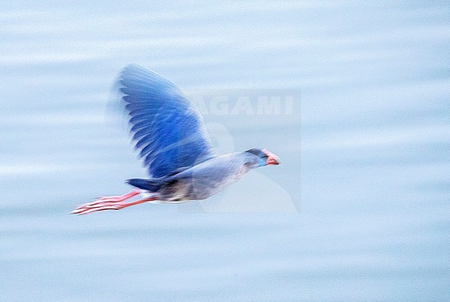 Adult Western Swamphen (Porphyrio porphyrio) flying over the river in Merida, Spain. Photographed with slow shutter speed. stock-image by Agami/Marc Guyt,
