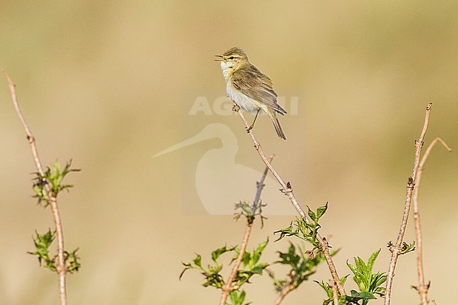 Fitis, Willow Warbler, Phylloscopus trochilus male singing during spring from singing post in territory stock-image by Agami/Menno van Duijn,