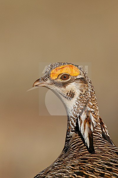 Adult male
Roosevelt Co., NM
April 2006 stock-image by Agami/Brian E Small,