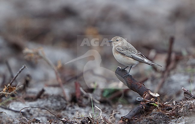 Pied Wheatear, Oenanthe pleschanka (1stWinter female), Rørvig, Denmark stock-image by Agami/Helge Sorensen,
