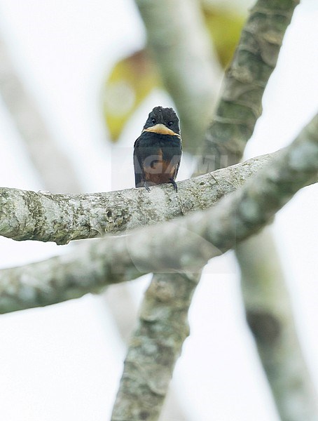 Dusky-backed Jacamar (Brachygalba salmoni) perched on a branch in Panama. stock-image by Agami/Glenn Bartley,
