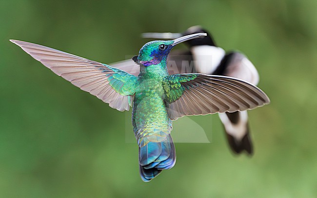 Sparkling Violetear (Colibri coruscans) stock-image by Agami/Lennart Verheuvel,