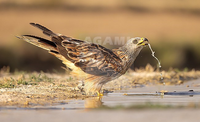 Red Kite drinking on the steppe of the Monegros in Spain stock-image by Agami/Onno Wildschut,