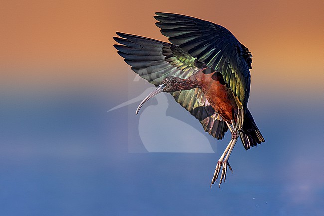 Glossy Ibis, Plegadis falcinellus, in Italy. stock-image by Agami/Daniele Occhiato,