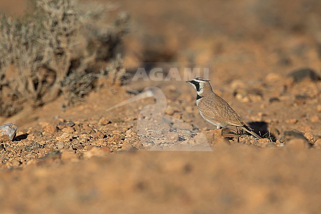 An adult male Temminck's lark (Eremophila bilopha) in the rocky dry habitat in Winter stock-image by Agami/Mathias Putze,