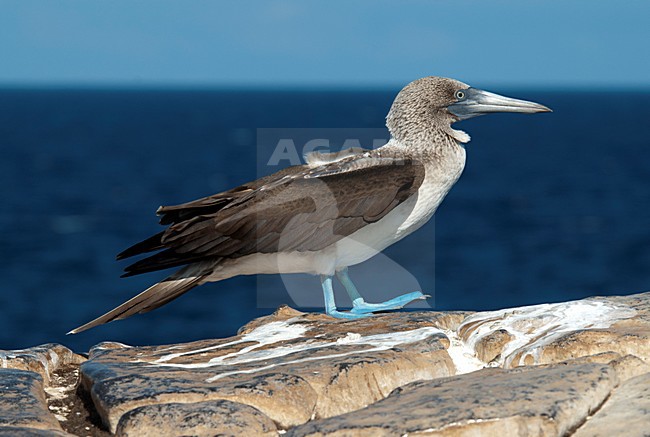 Blauwvoetgent op rots, Blue-footed Booby on rock stock-image by Agami/Roy de Haas,