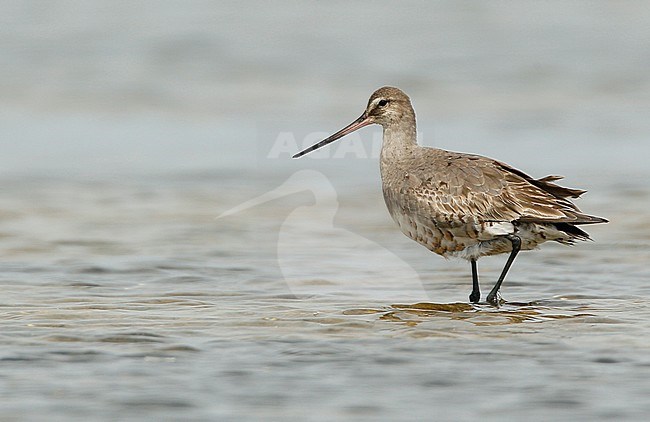 Adult Hudsonian Godwit (Limosa haemastica) moulting to winter plumage, wading in shallow water in the United States. stock-image by Agami/Ian Davies,