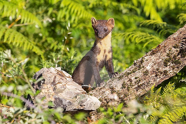 Pine Marten (Martes martes), front view of an adult male standing on an old trunk stock-image by Agami/Saverio Gatto,