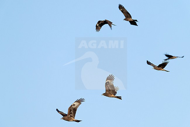 Flock of immature or second calendar year  Black-eared Kite (Milvus migrans, subspecies lineatus) in flight during spring migration, found in Chentii-Aimag in Mongolia stock-image by Agami/Mathias Putze,