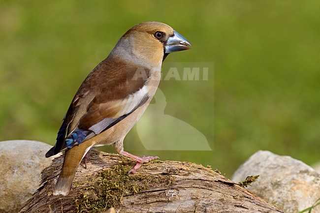 Volwassen Appelvink; Adult Hawfinch stock-image by Agami/Daniele Occhiato,