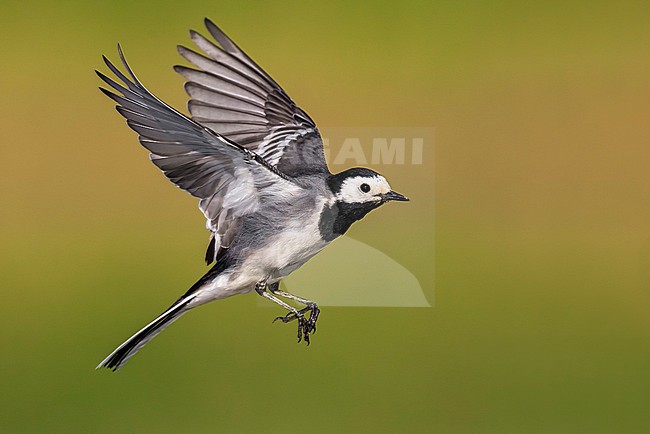 Pied Wagtail, Motacilla yarrellii, in Italy. stock-image by Agami/Daniele Occhiato,