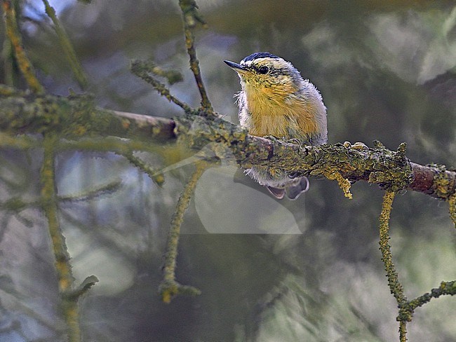 Chinese Nuthatch, Sitta villosa,  in forest on edge of Tibetan plateau, Qinghai, China. stock-image by Agami/James Eaton,