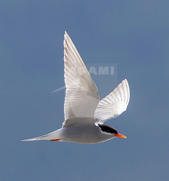 Black-fronted Tern (Chlidonias albostriatus) also known as Tarapiroe in Glentanner Park, South Island, New Zealand. In flight with backlight. stock-image by Agami/Marc Guyt,
