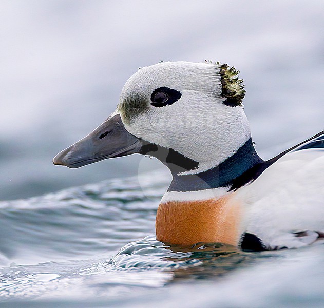 Male Steller's Eider (Polysticta stelleri) wintering in harbor of Vadso in arctic Norway. stock-image by Agami/Marc Guyt,