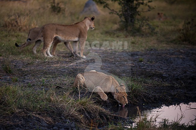 A lioness, Panthera leo, drinking from a waterhole as two more pass behind her. Khwai Concession Area, Okavango Delta, Botswana. stock-image by Agami/Sergio Pitamitz,