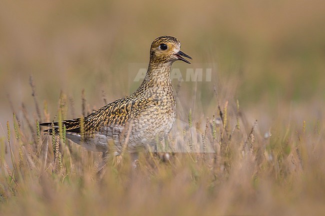 Golden Plover, (Pluvialis apricaria) calling stock-image by Agami/Daniele Occhiato,