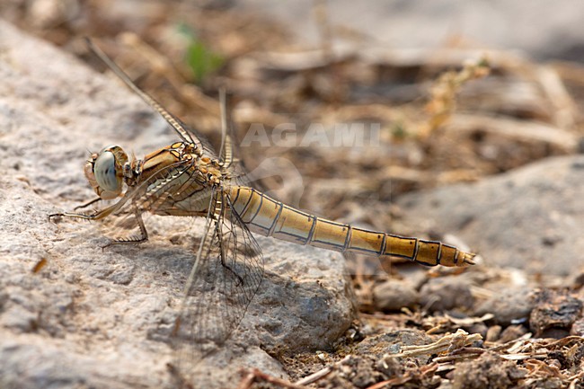 Vrouwtje Kleine oeverlibel, Female Orthetrum taeniolatum stock-image by Agami/Wil Leurs,