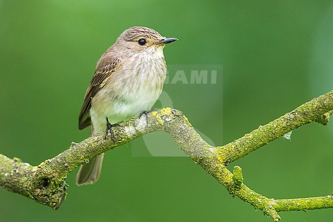 Spotted Flycatcher, Muscicapa striata stock-image by Agami/Wil Leurs,