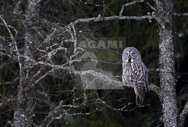 Laplanduil zittend op een tak; Great Grey Owl perched on branch stock-image by Agami/Markus Varesvuo,