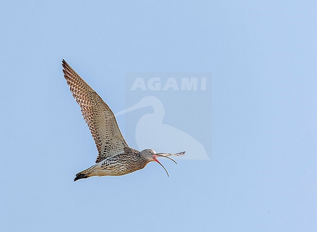 Eurasian Curlew (Numenius arquata) in the Netherlands. Calling in flight with backlight. stock-image by Agami/Marc Guyt,