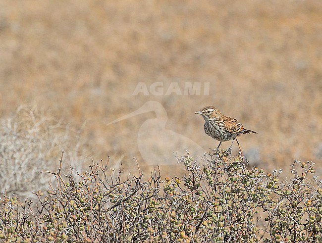 Karoo lark (Calendulauda albescens) in South Africa. Also known as or red-backed lark stock-image by Agami/Pete Morris,
