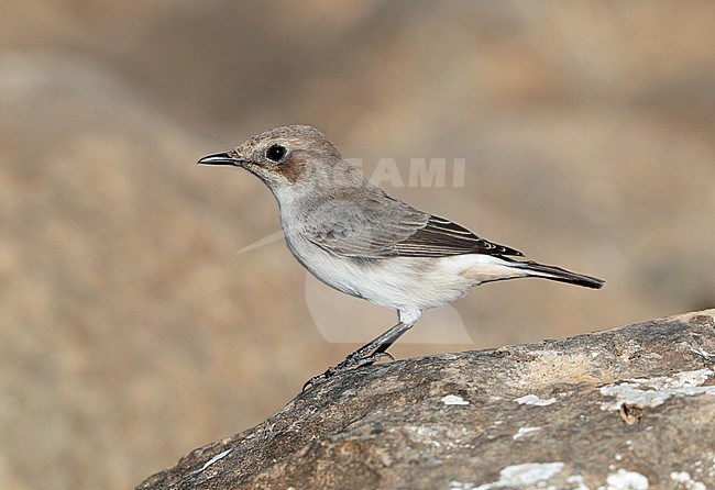 Female Arabian Wheatear (Oenanthe lugentoides) near Jabal Samhan, Salalah in Oman. Side view of bird perched on a rock. stock-image by Agami/Aurélien Audevard,