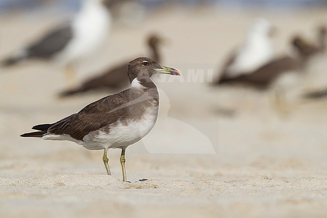 Sooty Gull - Hemprichmöwe - Larus hemprichii, Oman, adult, winter stock-image by Agami/Ralph Martin,