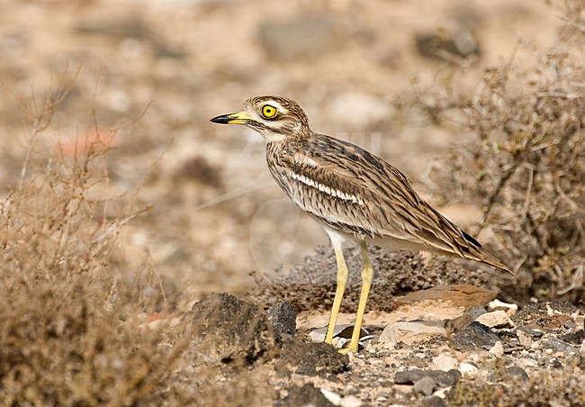 Eurasian Thick-knee; Griel, stock-image by Agami/Roy de Haas,