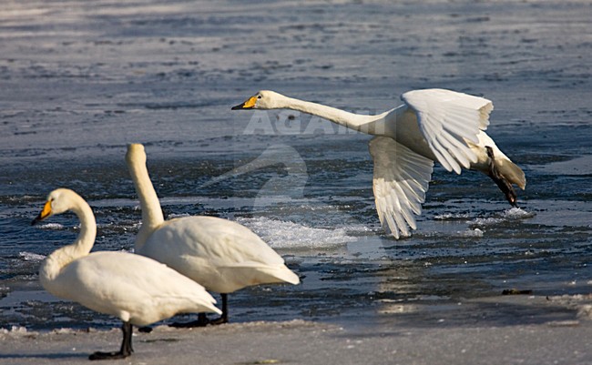 Whooper Swan adult flying; Wilde zwaan volwassen vliegend stock-image by Agami/Marc Guyt,