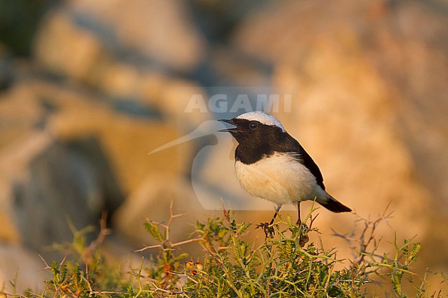 Cyprus Wheatear - Zypernsteinschmätzer - Oenanthe cypriaca, Cyprus, adult male stock-image by Agami/Ralph Martin,