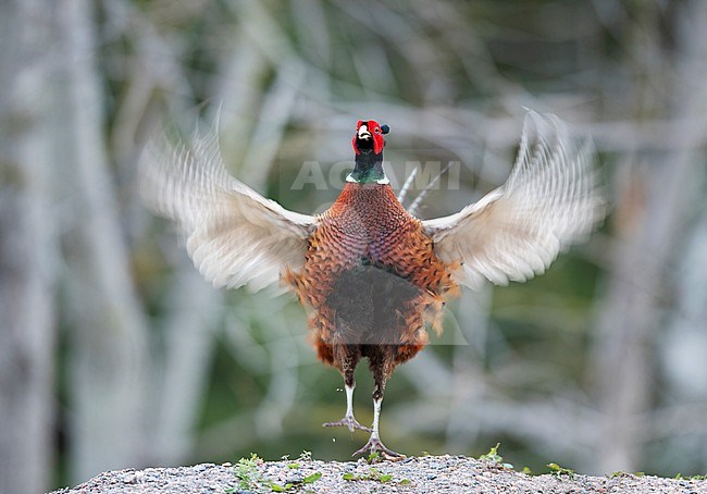 Close up front view of a lekking male Common Pheasant (Phasianus colchicus) with raised wings; flapping wings. Finland stock-image by Agami/Markku Rantala,