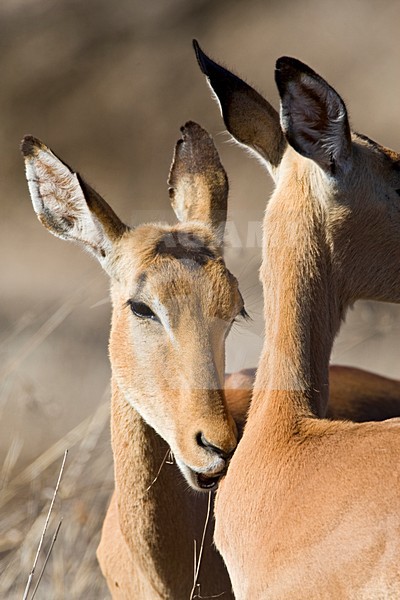 Impala close-up; Impala close up stock-image by Agami/Marc Guyt,