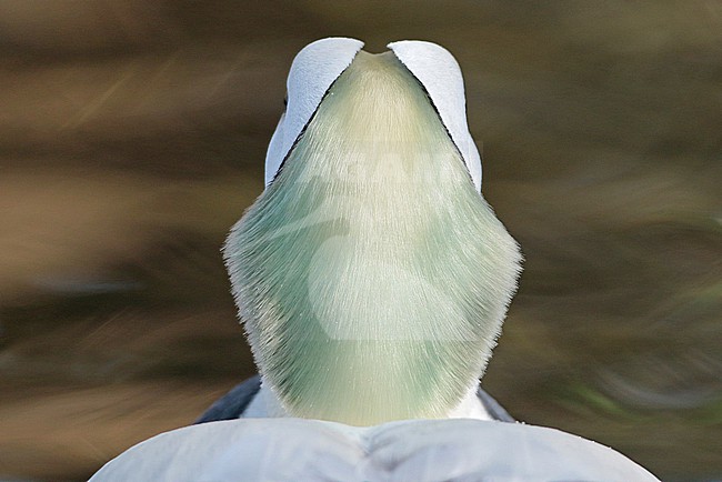 Spectacled Eider (Somateria fischeri), back of the head of an adult male in captivitty. stock-image by Agami/Fred Visscher,