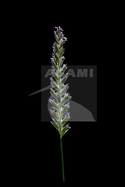 Crested dogstail grass, Cynosurus cristatus stock-image by Agami/Wil Leurs,
