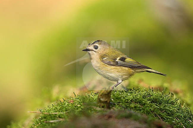 Goudhaan; Goldcrest; stock-image by Agami/Walter Soestbergen,