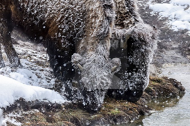 Bison met kalf grazend in hotspot stock-image by Agami/Rob Riemer,