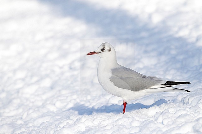 Wintering Common Black-headed Gull (Croicocephalus ridibundus) in Kawijk, Netherlands. Adult in winter plumage standing on snow. stock-image by Agami/Marc Guyt,