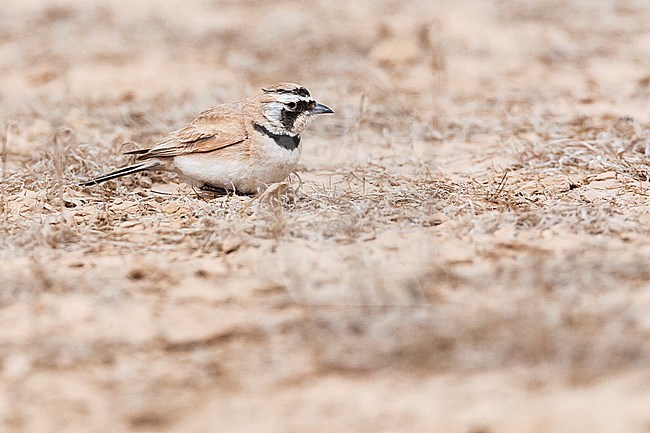 Adult Temminck's Lark (Eremophila bilopha) in the southern negev, Israel, stock-image by Agami/Marc Guyt,