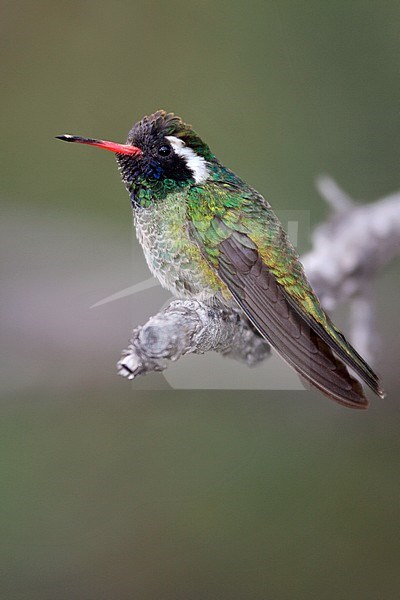 Adult male
Cochise Co., AZ
April 2009 stock-image by Agami/Brian E Small,