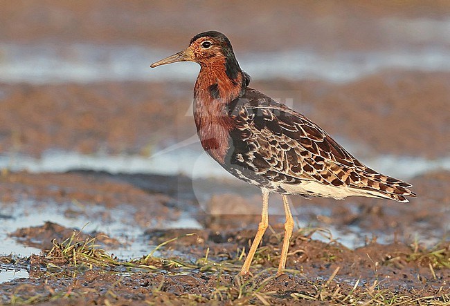 Ruff (Calidris pugnax), adult male standing, seen from the side. stock-image by Agami/Fred Visscher,