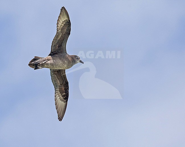Murphy's Petrel (Pterodroma ultima). Photographed during a Pitcairn Henderson and The Tuamotus expedition cruise. stock-image by Agami/Pete Morris,
