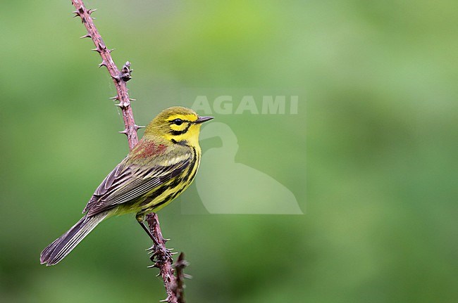 Adult male Prairie Warbler, Setophaga discolor, in North America. stock-image by Agami/Ian Davies,