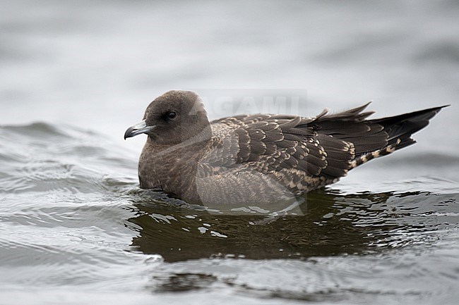 Juvenile Pomarine Jaeger (Stercorarius pomarinus), side view of bird swimming stock-image by Agami/Kari Eischer,