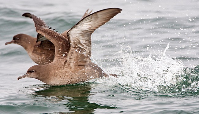 Grauwe Pijlstormvogel opvliegend; Sooty Shearwater flying off stock-image by Agami/Marc Guyt,