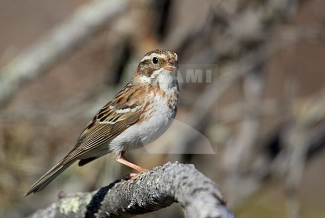Jong mannetje Bosgors; Young male Rustic Bunting stock-image by Agami/Markus Varesvuo,