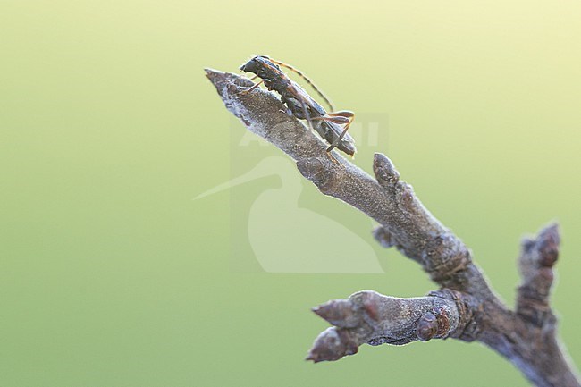 Brachypteroma ottomanum, Germany (Baden-Württemberg), imago stock-image by Agami/Ralph Martin,